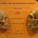 Illustration for article titled 400,000 year old teeth could rewrite the evolutionary history of our species